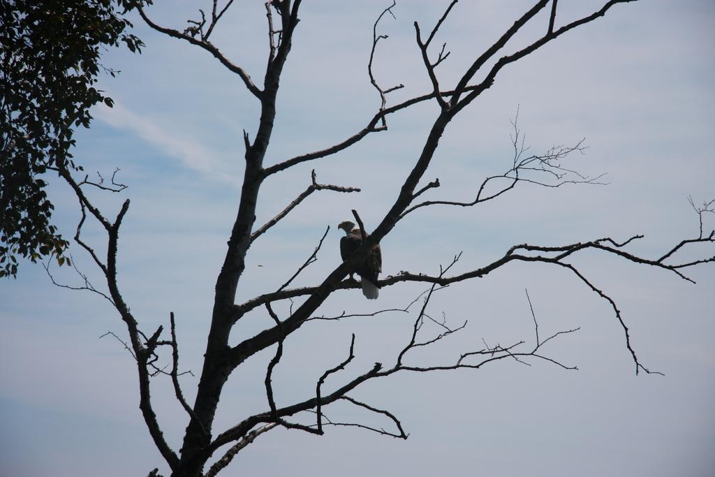 Cliff Dweller On Lake Superior Tofte المظهر الخارجي الصورة